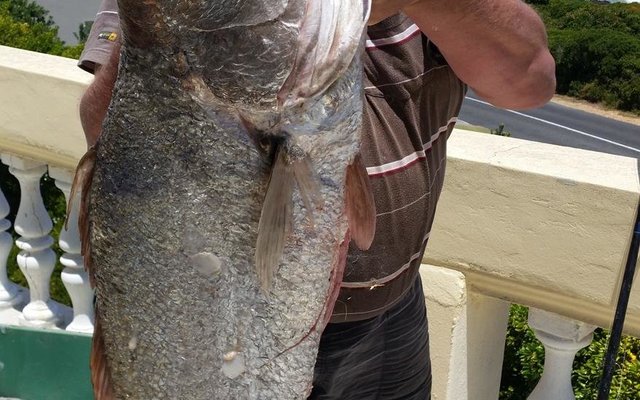 Gerrit Meyer van Van der Bijlpark met sy 19kg kabeljou waarop hy sommer baie trots is